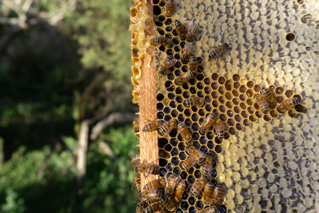 生物多様性・生態系保護